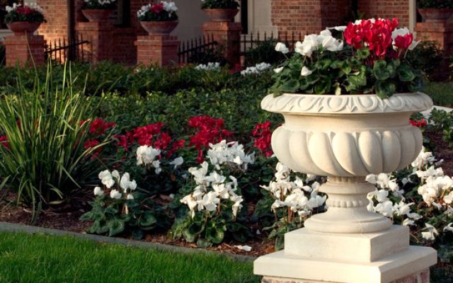 Tips for Drought Resistant Annuals