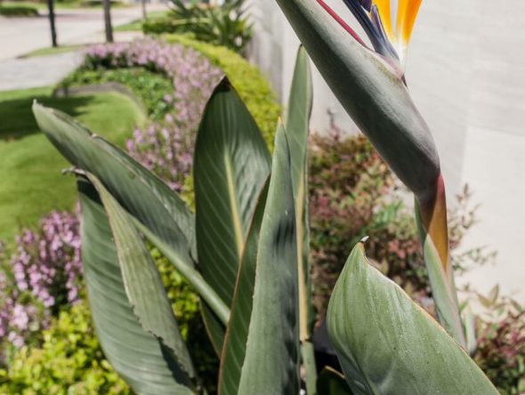 sugar-land-modern-011