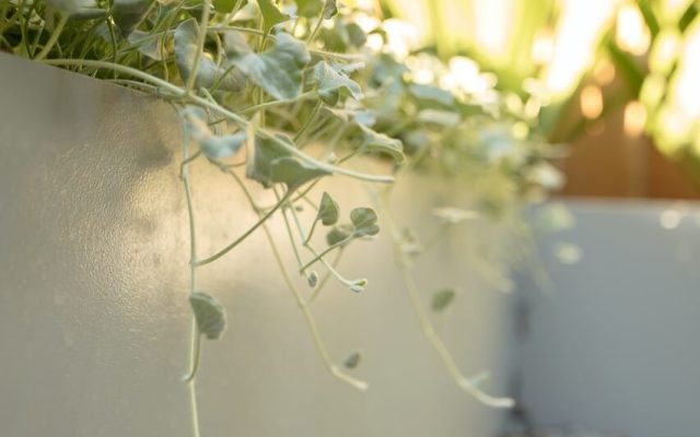 Vegetable Garden Design